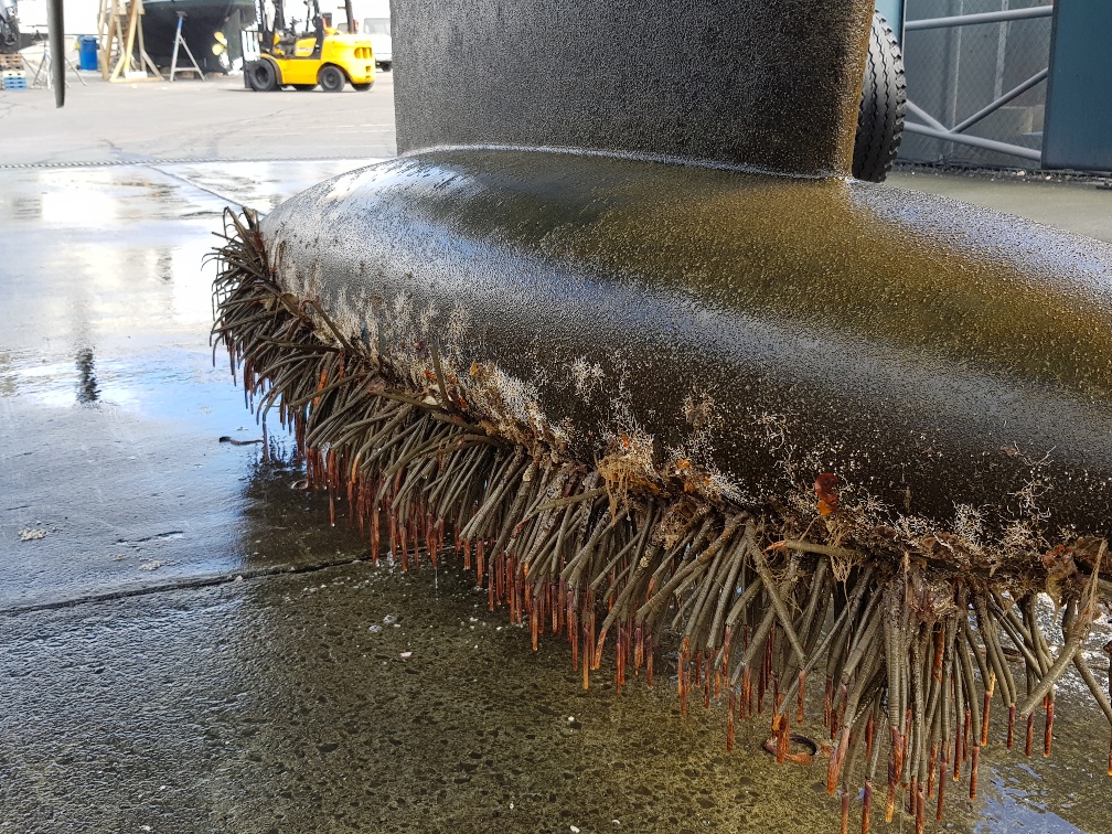 Mediterranean fanworm can hitchhike in hard-to-clean places on boats