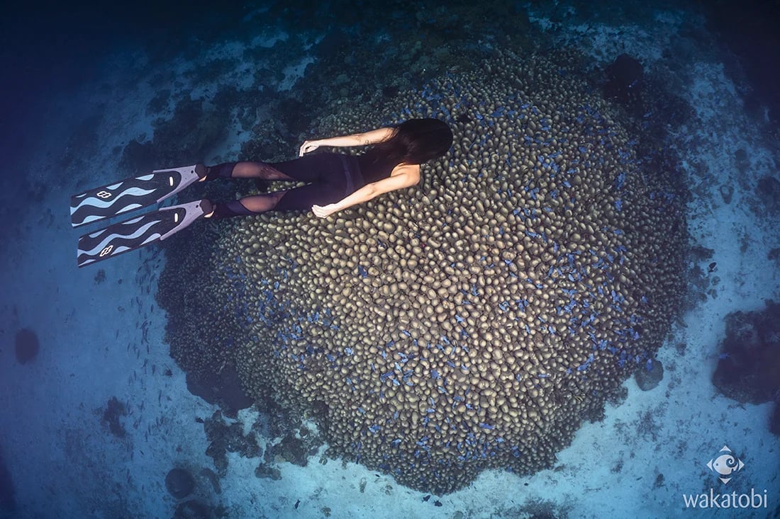 Ai at a triggerfish-speckled potato coral head