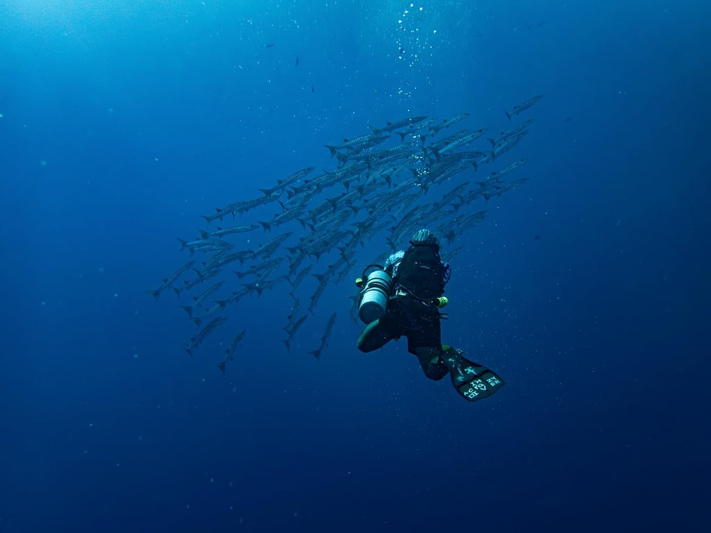 Diving Talks is 'the Ted Talks of diving'