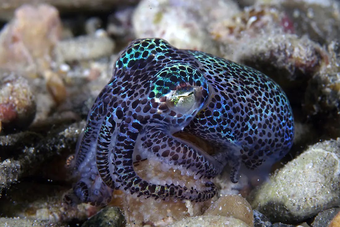 This short-tail squid is one of innumerable marine species here
