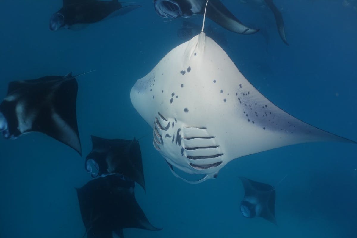 Yon can identify individuals from their ventral markings (belly or underside). Each Manta has a unique series of markings, much like a fingerprint.