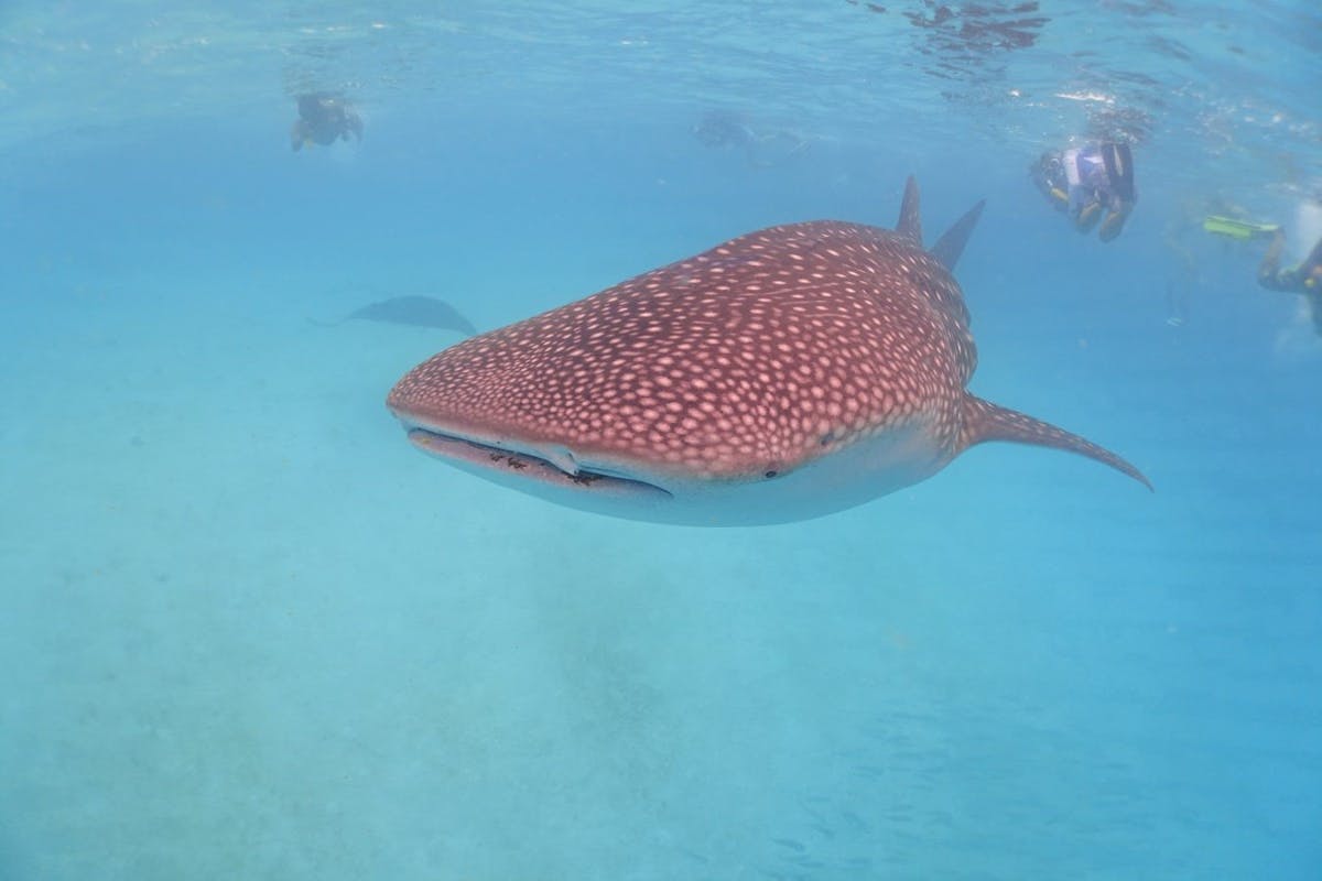 nearly receiving a chest bump from a juvenile (2.5m) whale shark!
