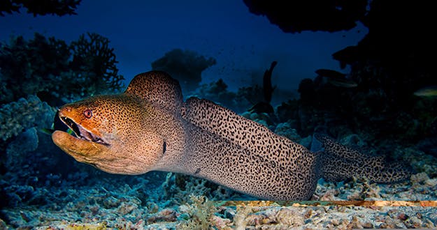 Moray eels, famous for poking their heads out from shelter during the day will at night slither through the shadowed crevices and crannies of the reef. Photo by Walt Stearns