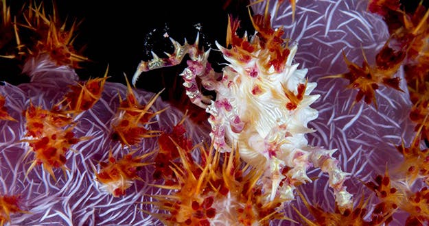 he colorful soft coral crab is a symbiotic creature that can be very difficult to find during the day. But at night can present divers with a wonderful opportunity to see them crawling upon the coral they mimic so well. Photo by Wayne Osborn