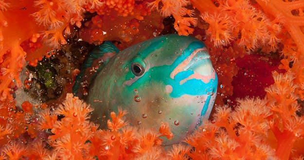 Parrotfish will spend the night within their slimy mucous bedchamber. Biologists have shown that the primary purpose of the mucous cocoon is to deter parasites, not predators. Photo by Erik Schlogl