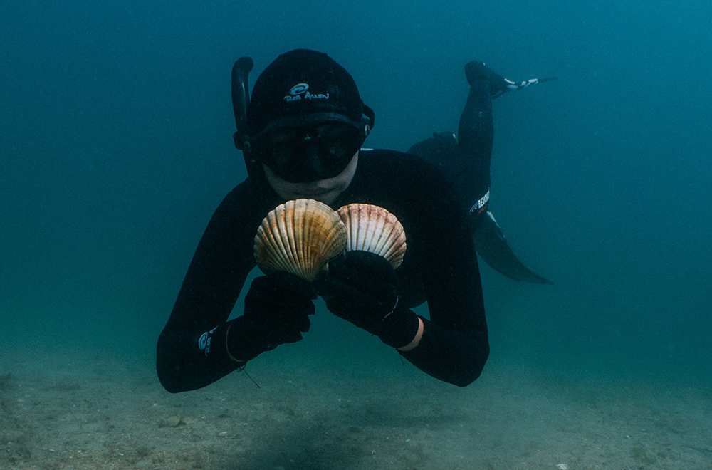 The plan aims to bring scallops back to the Coromandel
