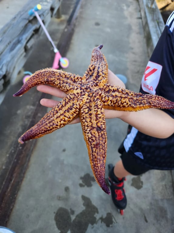 The Northern Pacific Sea Star is a ravenous pest