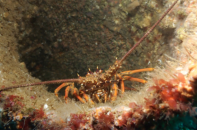 Crayfish numbers are in serious decline