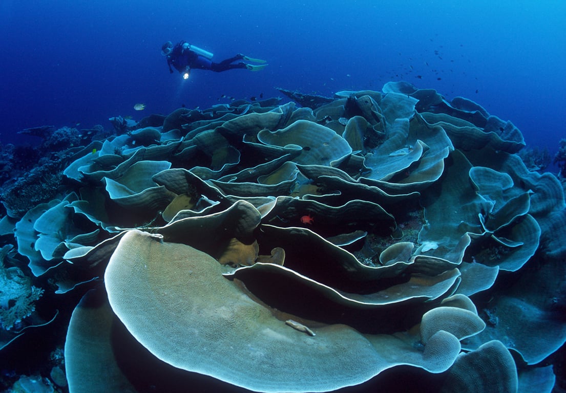 The reef diving is spectacular at Wakatobi