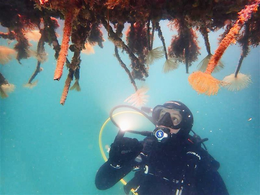 Divers are uniquely placed to spot marine pests like this LBJ Mediterranean fanworm. Photo: Monica Nevill-Jackson