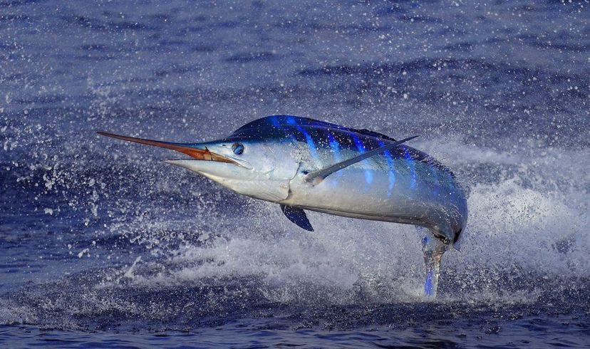 Kiwis are opposing proposals to allow the commercial sale of marlin