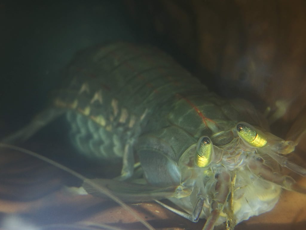 The Japanese Mantis Shrimp leaves no space or food for others
