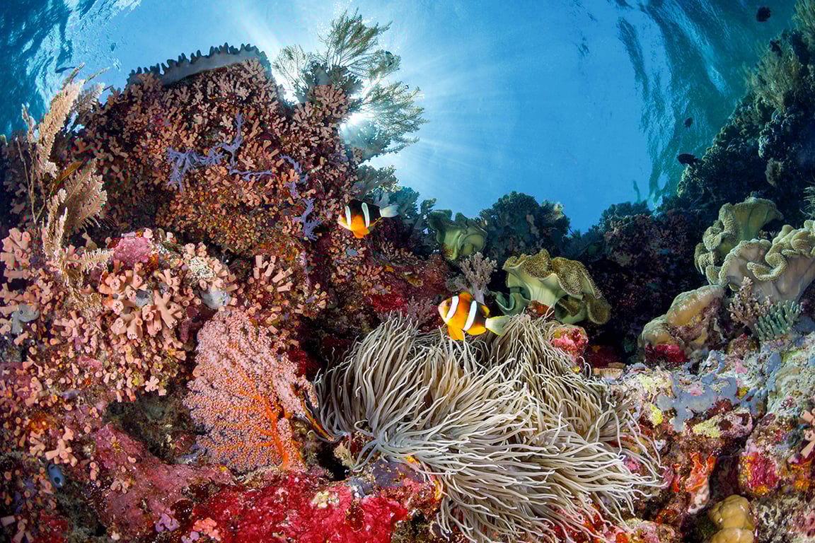 The reef teems with life just under the water's surface