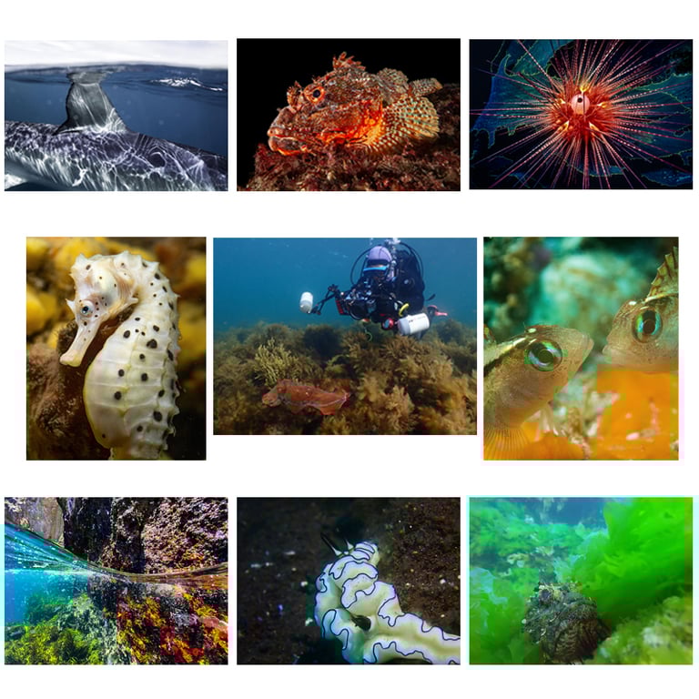 Share your best marine photos this summer