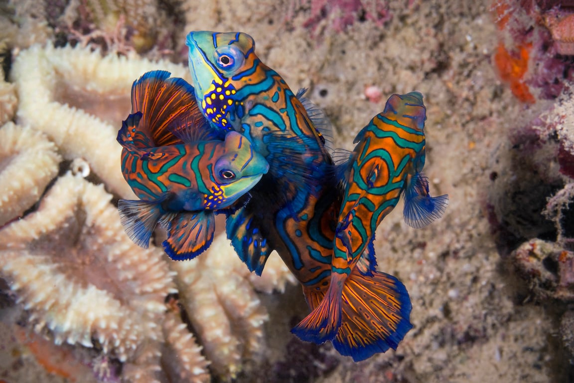 Get a glimpse of these magnificent underwater spectacles