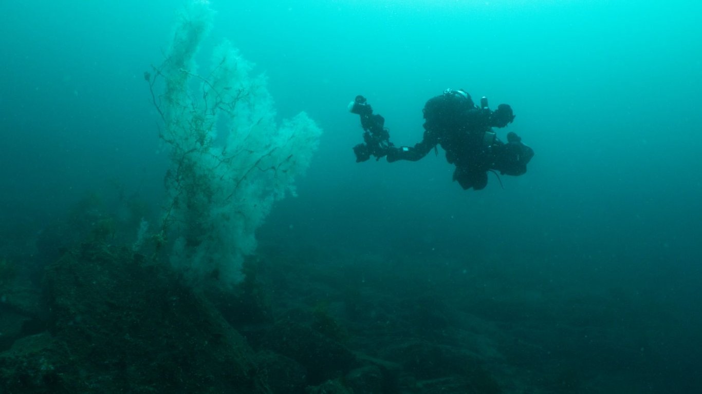 The 'absolutely huge' black coral was found in Fiordland