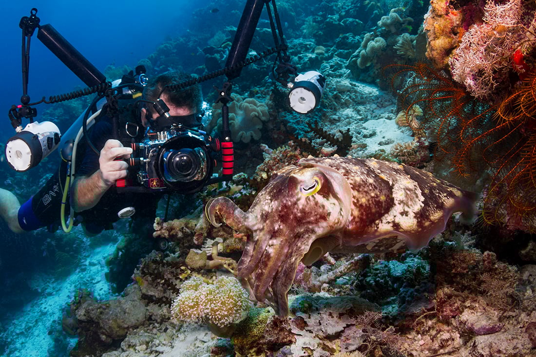 Photographing a cuttlefish can be very entertaining - if they cooperate!