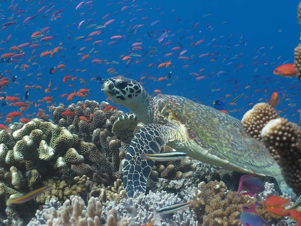 Rainbow Reef is home to a cornucopia of treats for divers