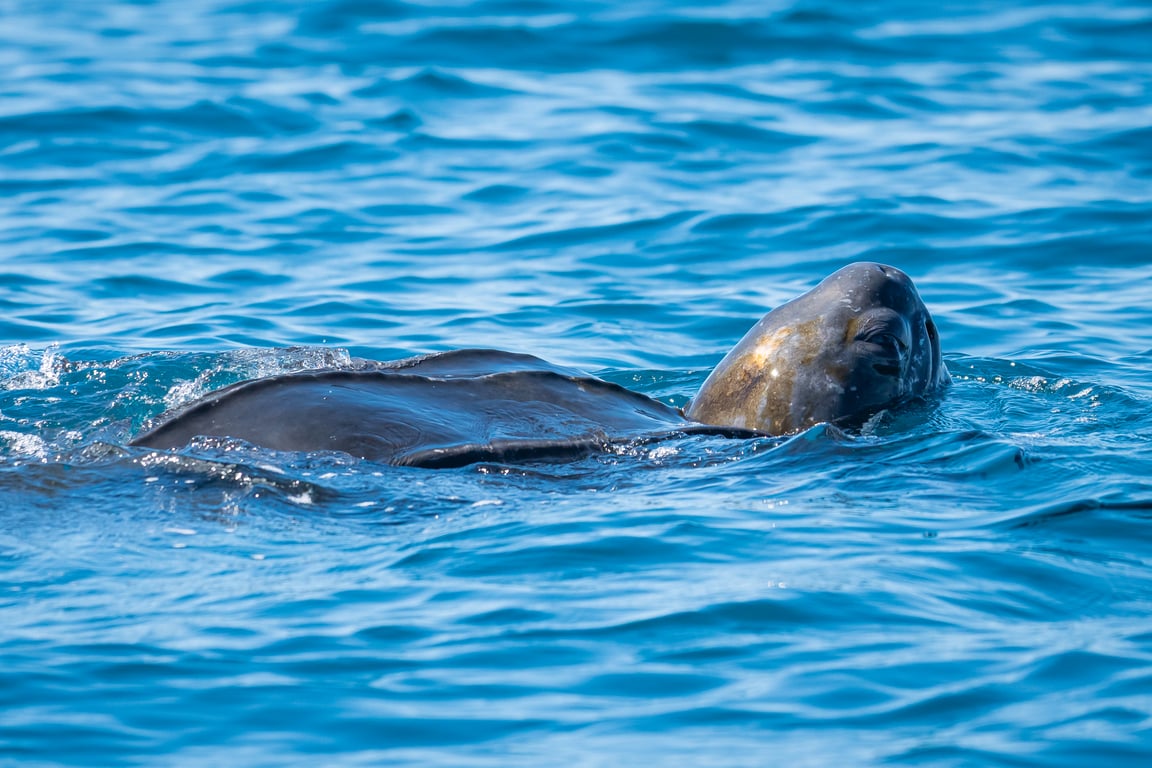 Nathan has shared his experience to help learn more about how leatherbacks utilise New Zealand waters