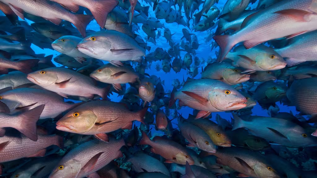 Baby snapper are off the hook, but the Bill is still a threat to marine life