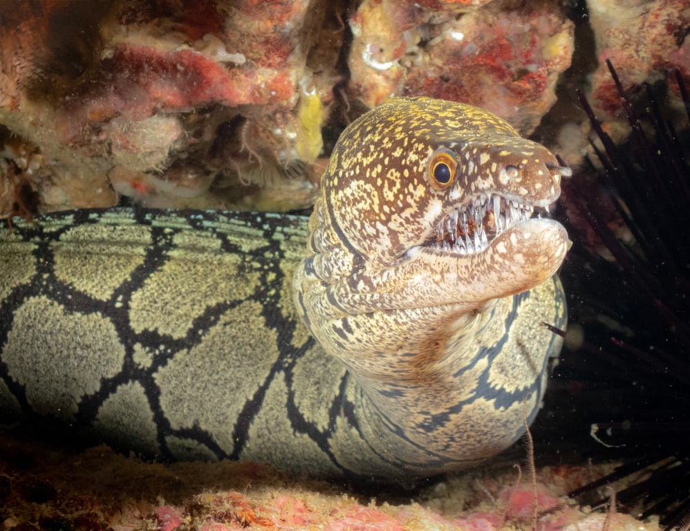 Judy Ormandy's mosaic moray eel took first prize in the Underwater category