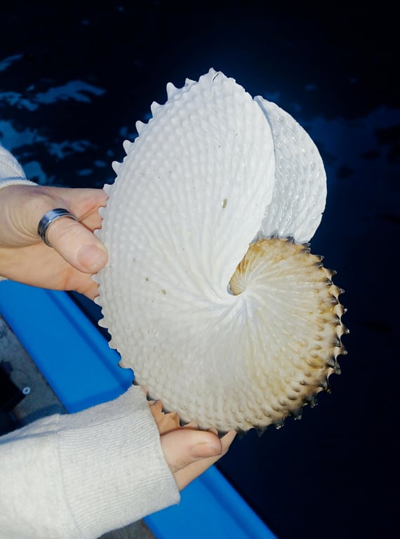 The shell is from an ancient cephalopod species dating back over 500 million years