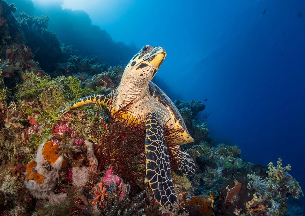 Adult hawksbills can eat up to 500kg of sea sponge a year