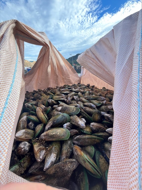 259,000kg of live green-lipped mussels were taken from a restricted area