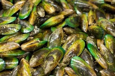 Almost 80,000 tonnes of live green-lipped mussels were moved illegally by Waimana Marine