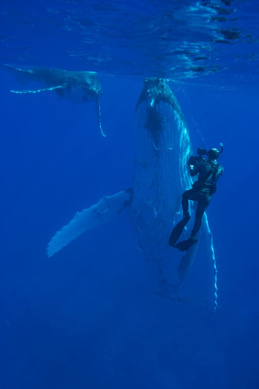 Doug gets up close and personal with a humpback whale mum and her frisky calf. Credit: Sue Flood