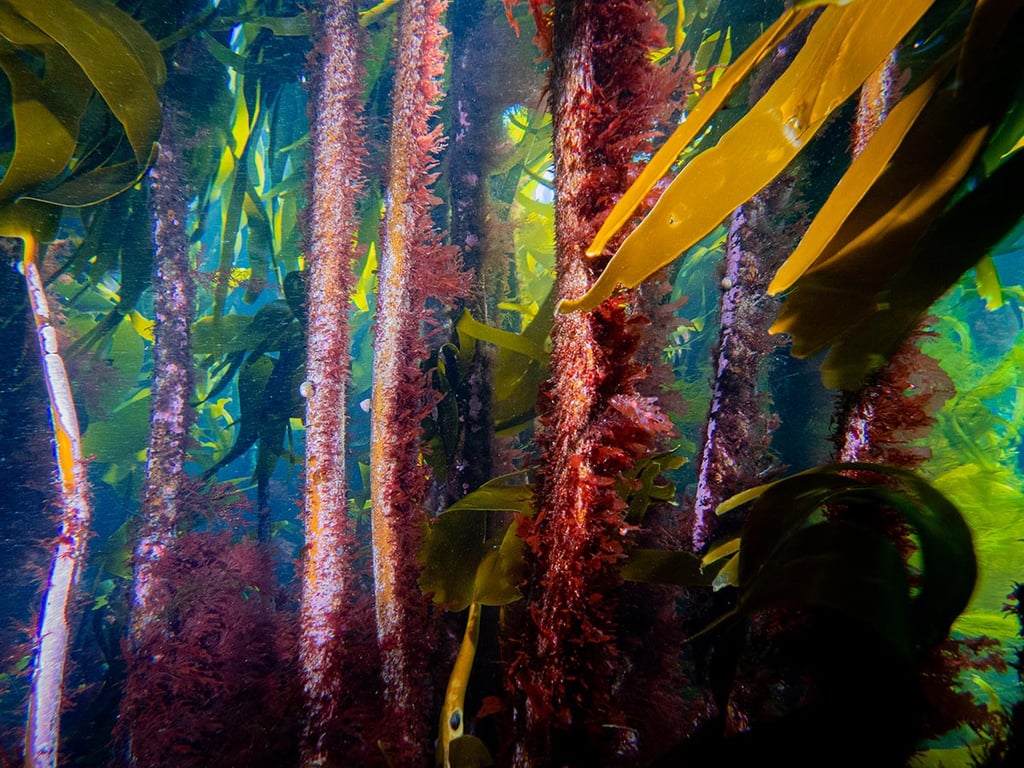 The ethereal kelp was a constant in the Islands' icy waters