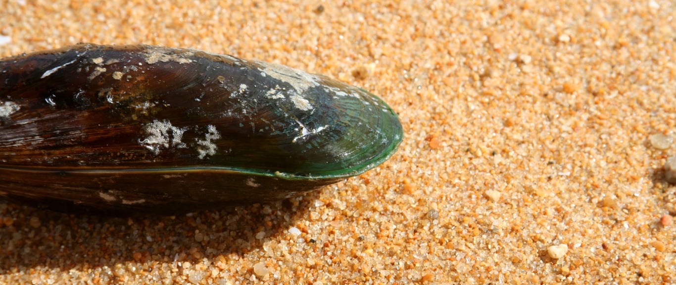 Routine tests on mussels show unsafe levels of paralytic shellfish toxin