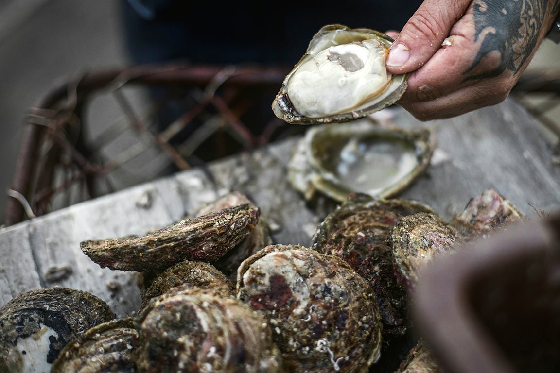 Bluff's iconic oyster fishery was a serious biosecurity breach