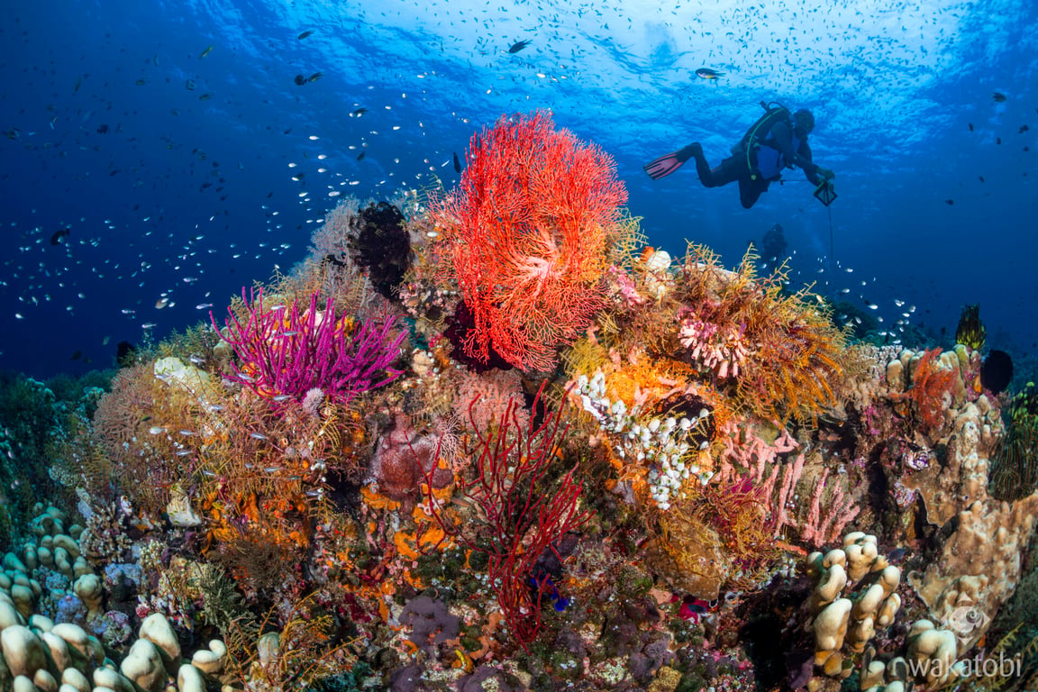 Wakatobi's reefs are an explosion of colour, shapes and sizes