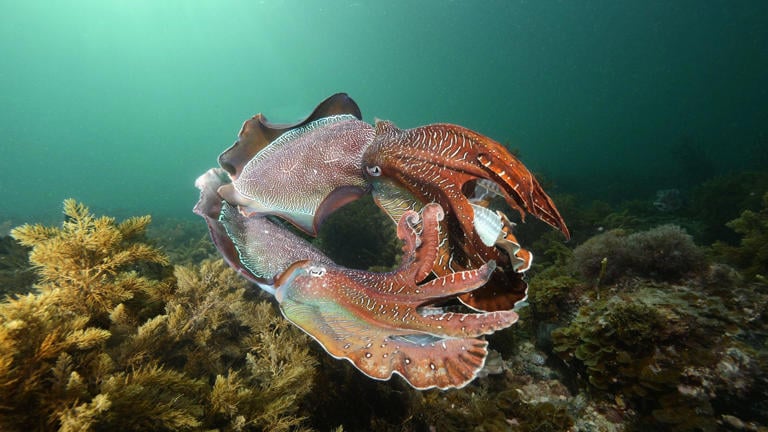 This year's giant cuttlefish mating event turnout was the lowest on record