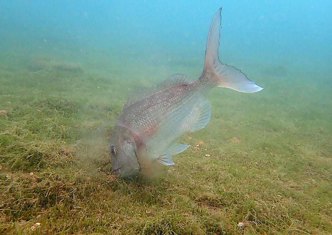 Research shows mature snapper eat crustaceans and other creatures amongst exotic caulerpa, but juveniles avoid it.