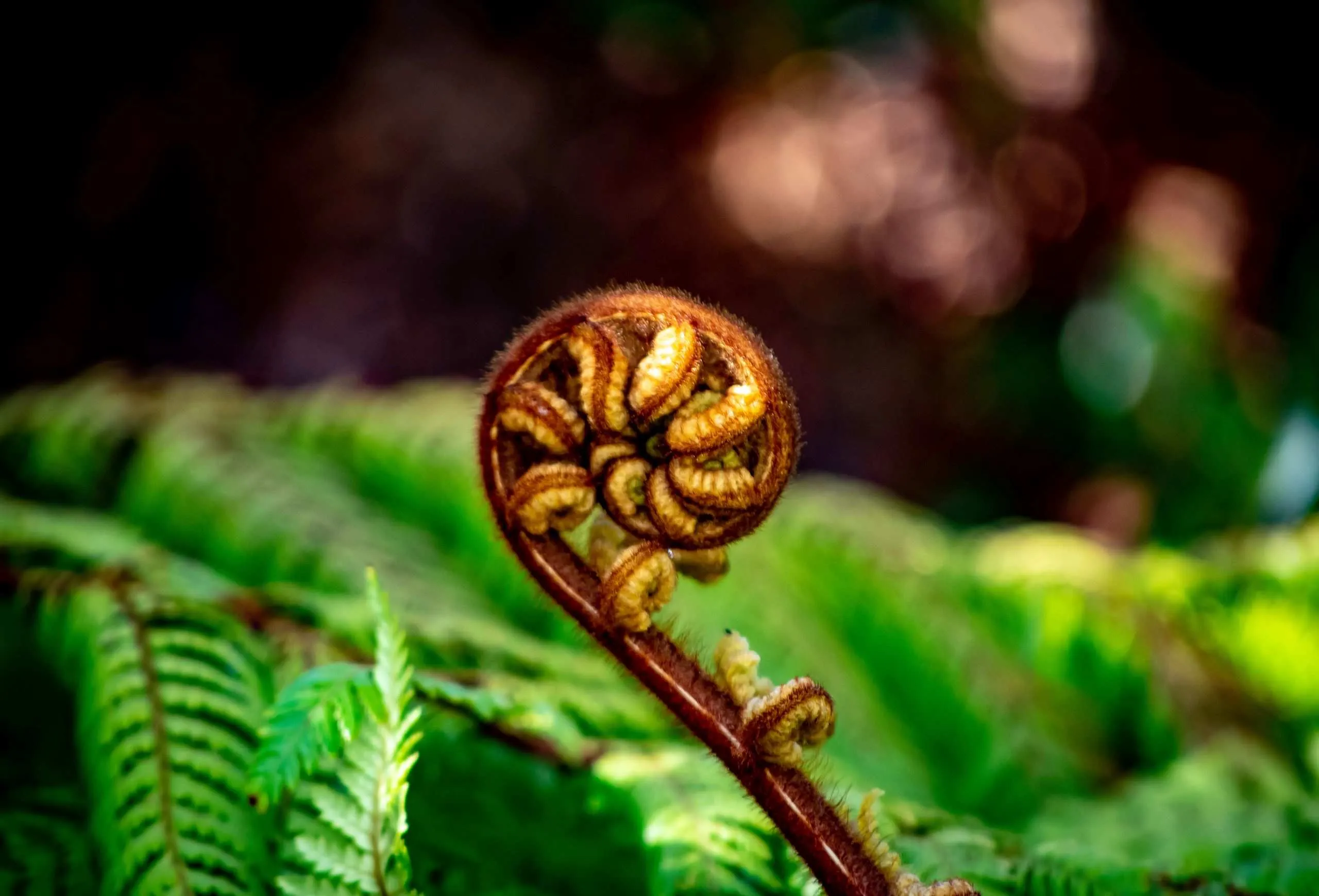 Pepeha: Connecting with Identity and Land
