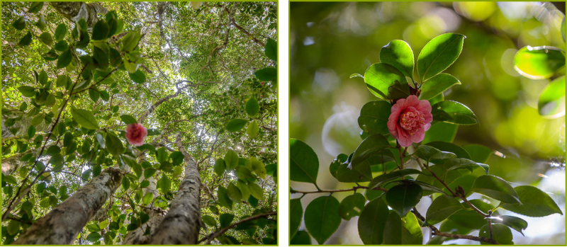 Camellia Tree - Waitangi Treaty Grounds