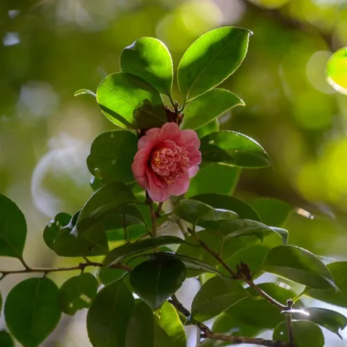Waitangi Treaty Grounds Receives International Recognition for Historic Busby Camellias