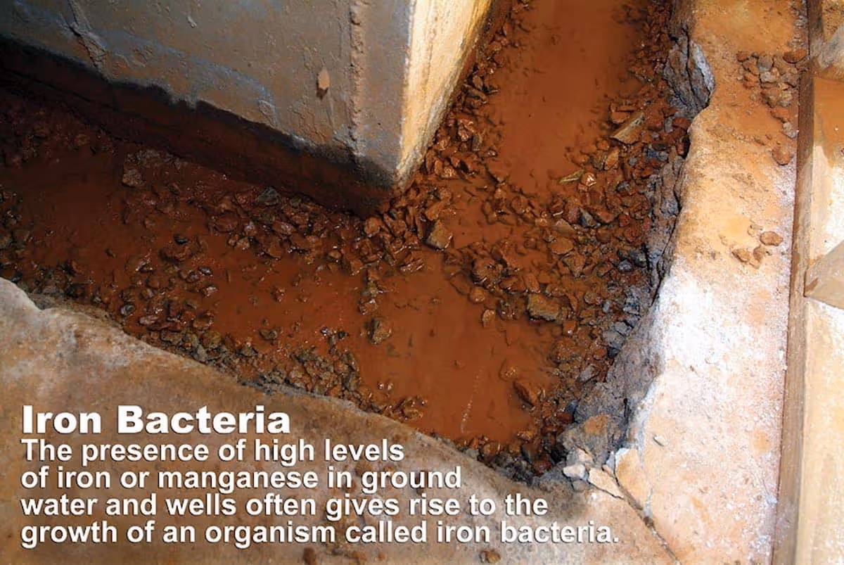 Iron Ochre Bacteria