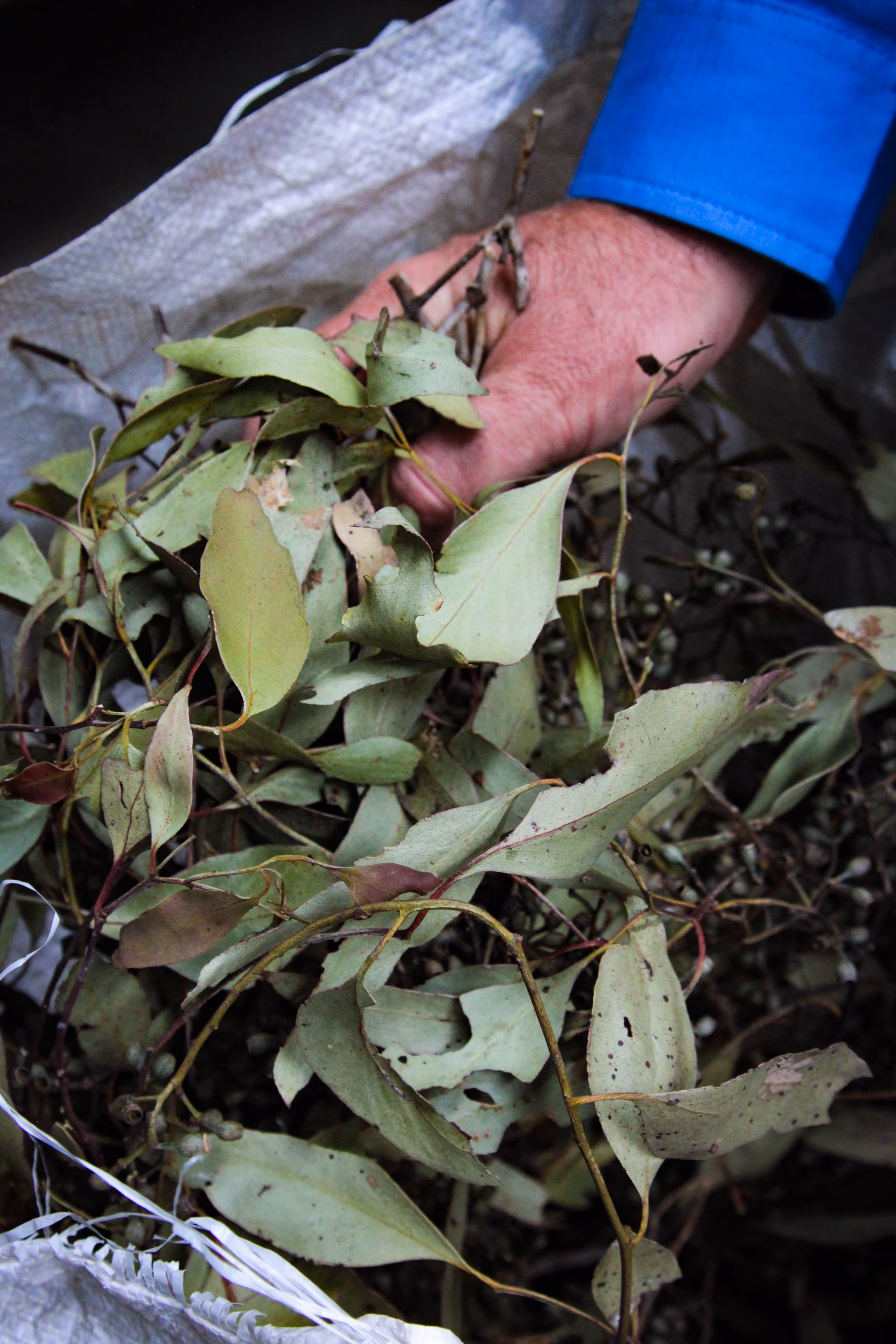 Published photography in ABC Organic Gardener Magazine