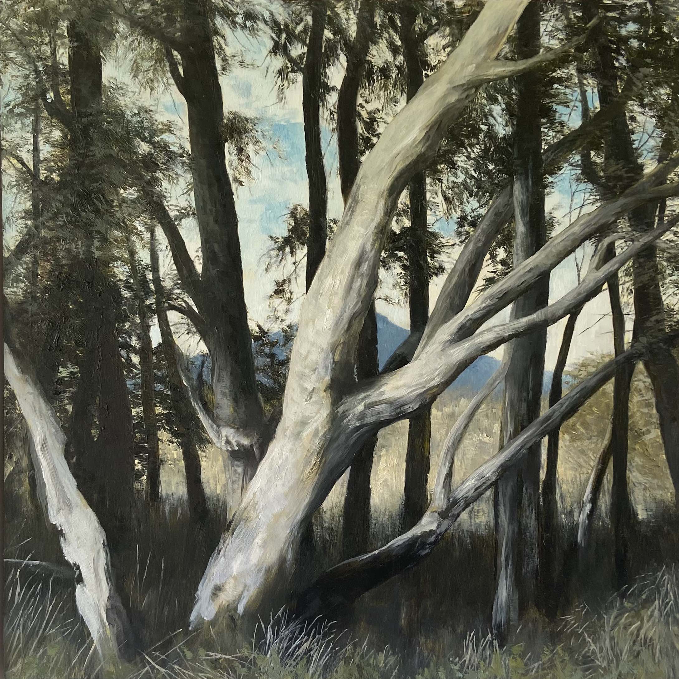 Passages - Paintings from Warrumbungles and Closer to Home