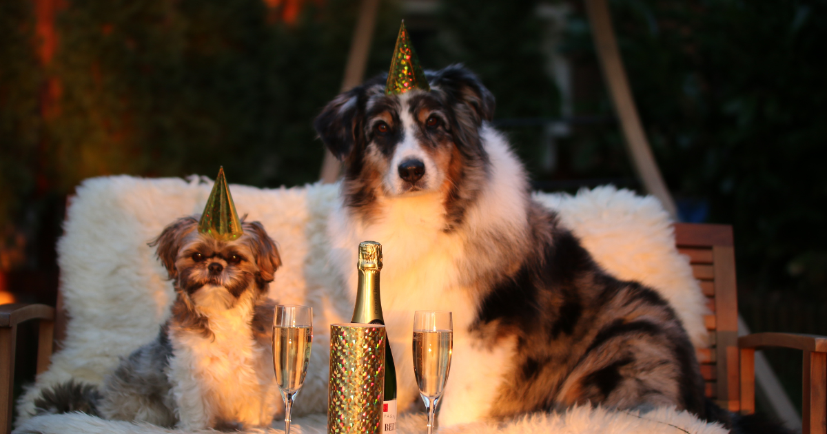 KennelCare blikt terug op een waardevol & succesvol 2022