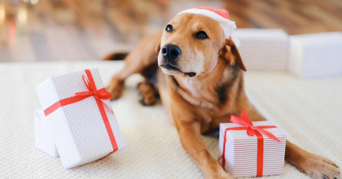 Tips om de decembermaand speciaal te maken voor jouw trimsalon klanten