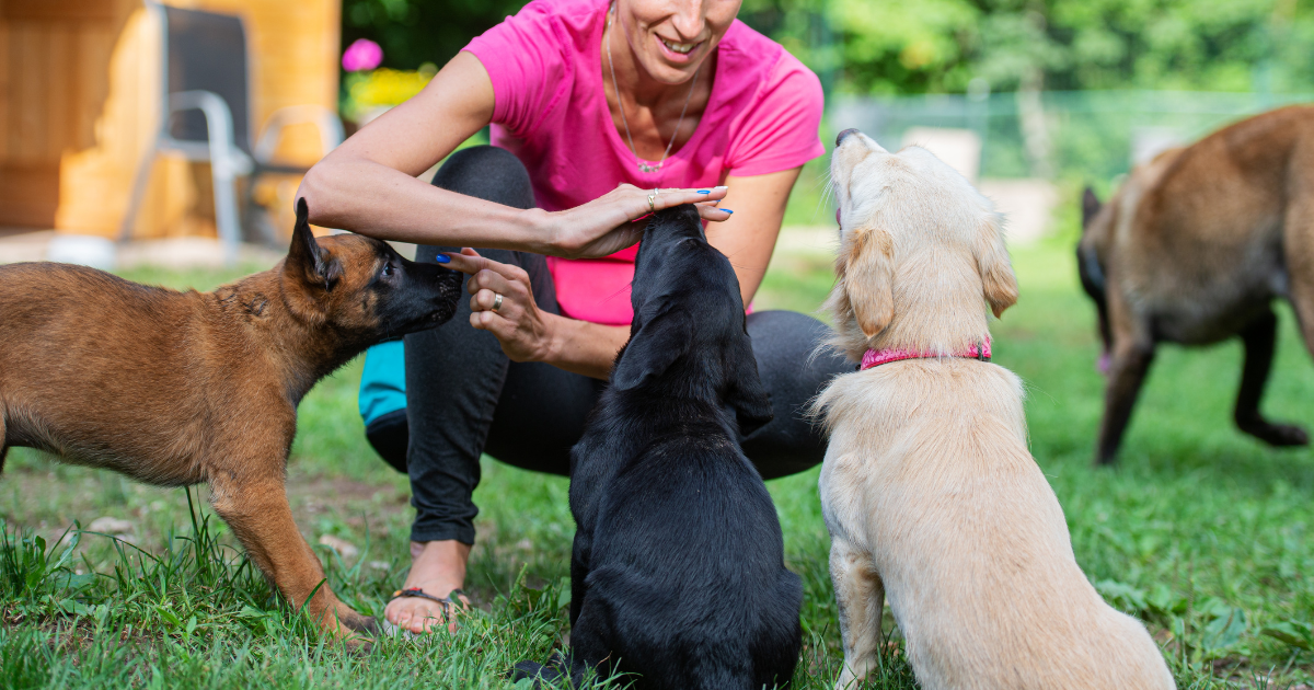 Hier letten potentiële klanten op wanneer ze op zoek zijn naar een puppycursus