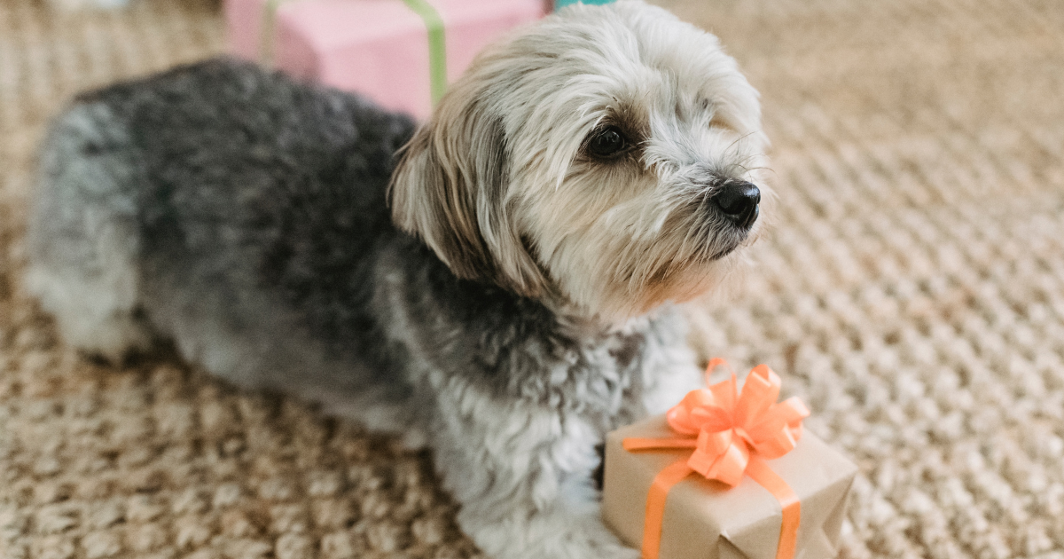 5 redenen om cadeaubonnen in te zetten voor jouw trimsalon