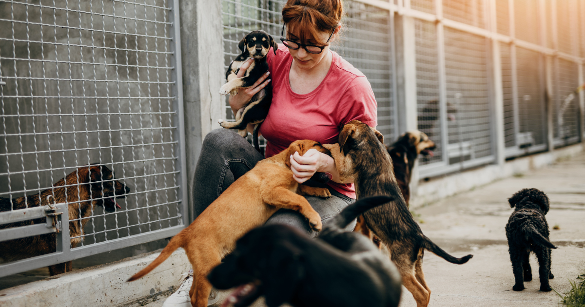 Hier letten jouw potentiële klanten op voordat ze kiezen voor een dierenpension