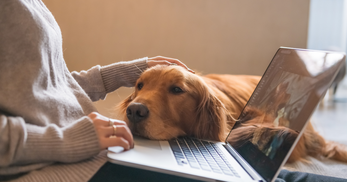 Deze 5 tips maken de Instagram pagina van jouw dierenpension succesvol