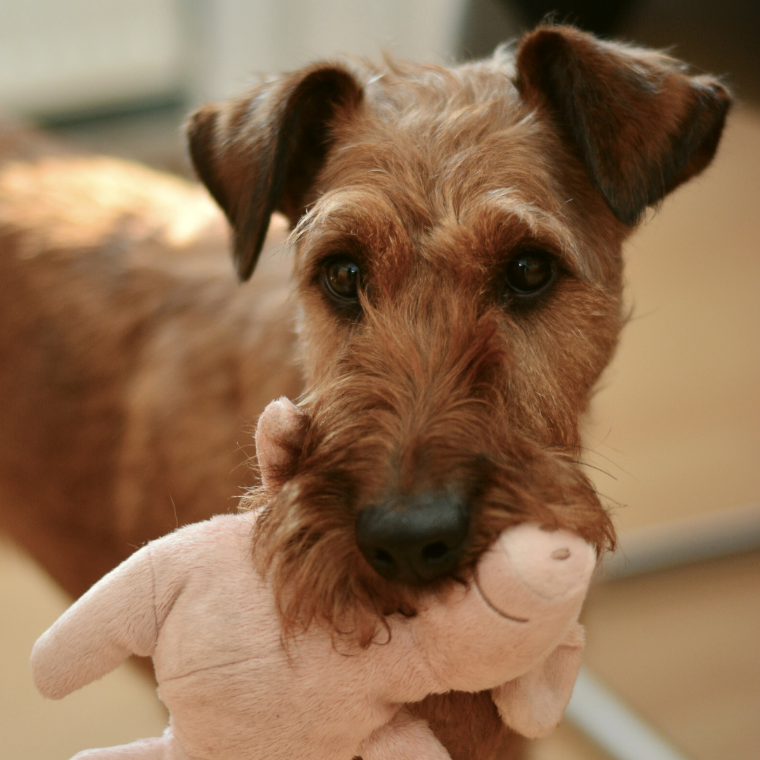 Met deze 5 tips hoeft je hond zich nooit meer eenzaam te voelen