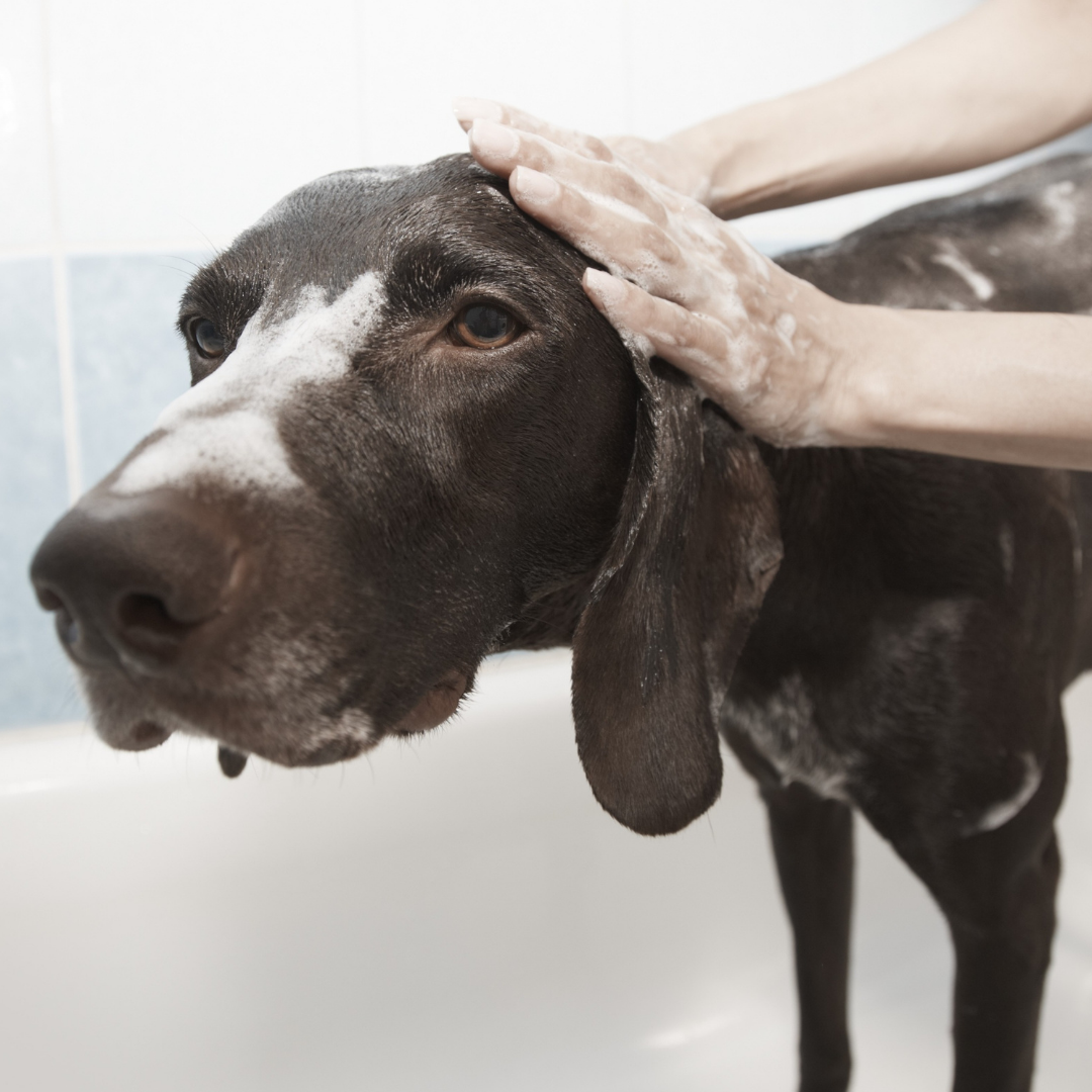 Tip voor trimsalons: De overzichtelijke agenda en het toevoegen van herhaalde afspraken